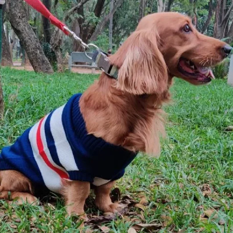 8. **Dog snack bag is portable**Pet Snugs Stripes Sweaters for Dogs (Blue White & Red)